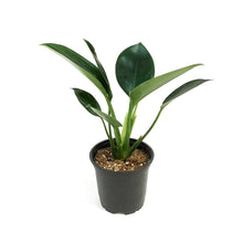 Load image into Gallery viewer, Philodendron, 4in, Green Princess
