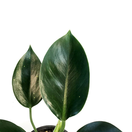 Philodendron, 4in, Green Princess