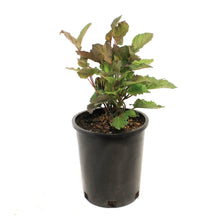 Load image into Gallery viewer, Cranberry, 2 gal, Lowbush
