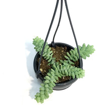 Load image into Gallery viewer, Burro&#39;s Tail, 4in HB, Sedum Morganianum
