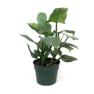 Philodendron, 6in, Silver Sword on Totem
