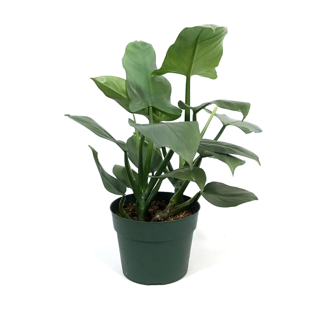 philodendron silver sword totem Philodendron, 6in, Silver Sword on Totem – Floral Acres Greenhouse & Garden Centre