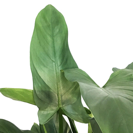 Philodendron, 6in, Silver Sword on Totem
