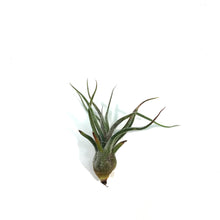 Load image into Gallery viewer, Tillandsia Pruinosa,2.5&quot;ht.
