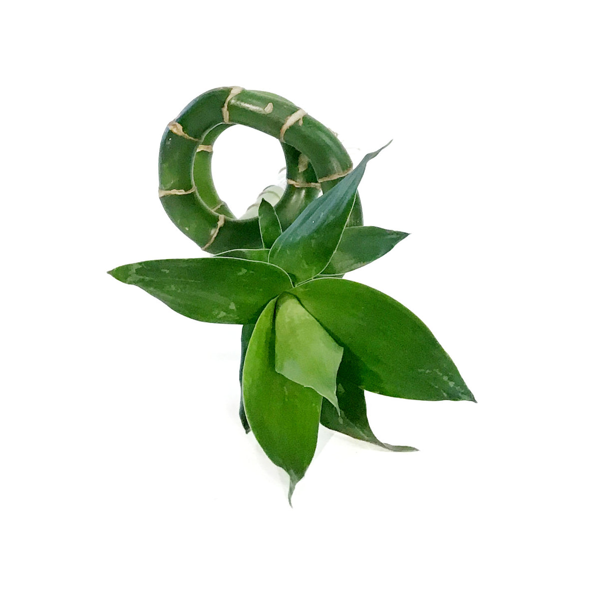 Lucky Bamboo, 45cm, Spiral
