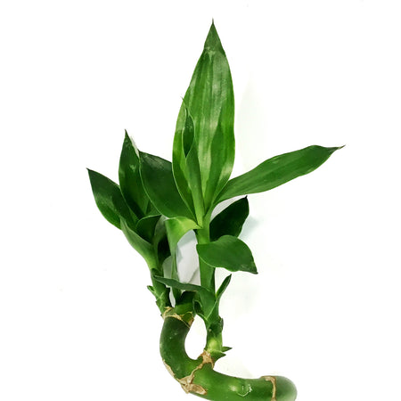 Spiral Bamboo Stem, 45cm