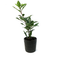 Bay Laurel, 9cm, in Ceramic Pot
