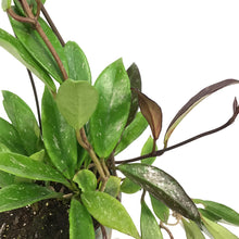 Load image into Gallery viewer, Hoya, 6.5in Hanging Basket, Pubicalyx
