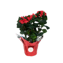 Load image into Gallery viewer, Poinsettia, 6in, Winter Rose® Red
