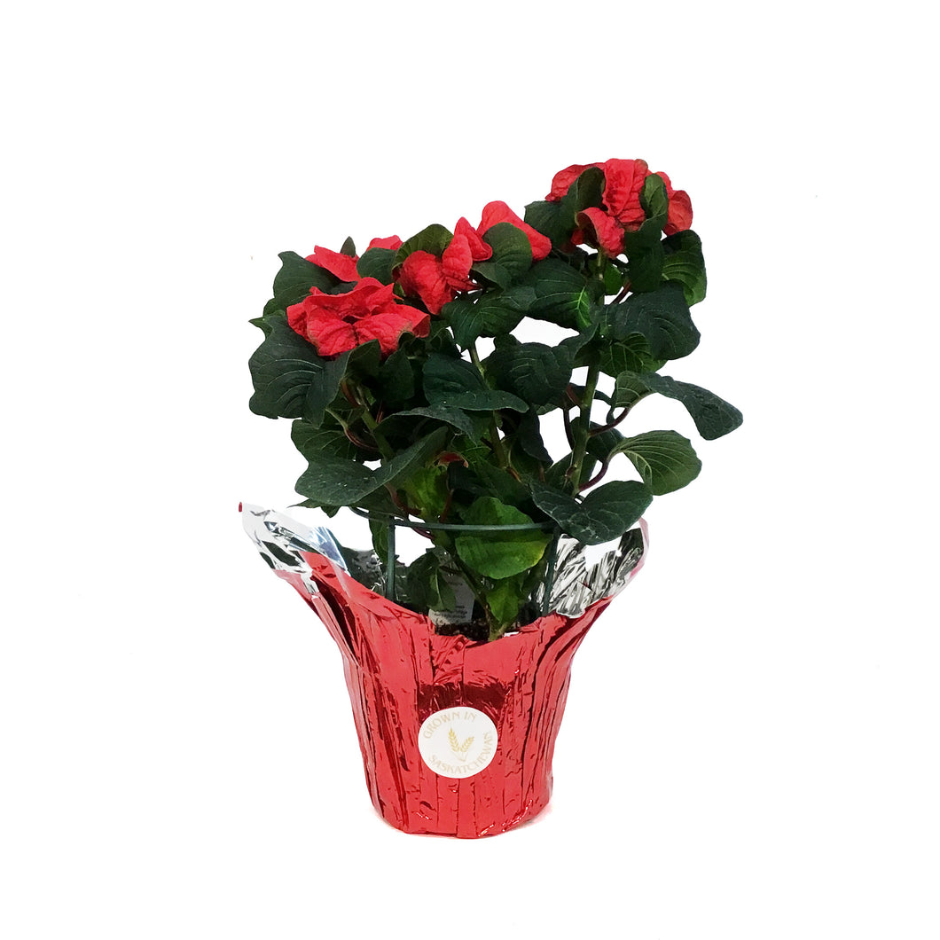 Poinsettia, 6in, Winter Rose® Red