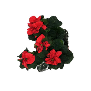 Poinsettia, 6in, Winter Rose® Red