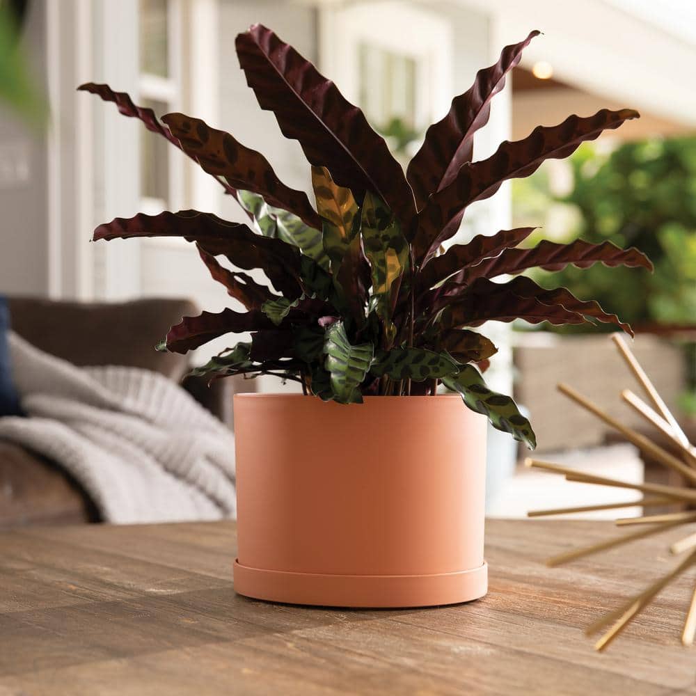 Planter, 6in, Mathers with Saucer, Muted TCotta