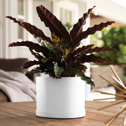Planter, 8in, Mathers with Saucer, White