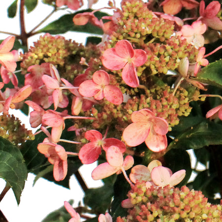 Hydrangea, 2 gal, Lavalamp Torch™