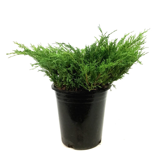 Juniper, 5 gal, Youngstown
