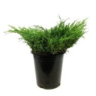 Juniper, 5 gal, Youngstown