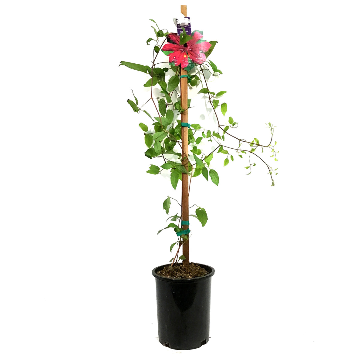 Clematis, 1 gal, Allanah