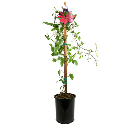 Clematis, 1 gal, Allanah