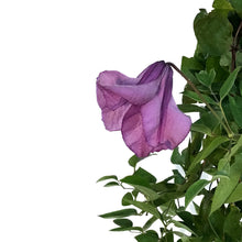 Load image into Gallery viewer, Clematis, 1 gal, Integrifolia Pamiat Serdtsa
