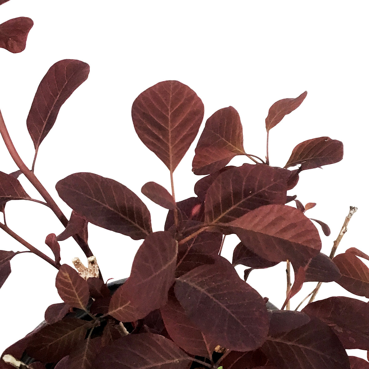 Smokebush, 8in, Winecraft Black®