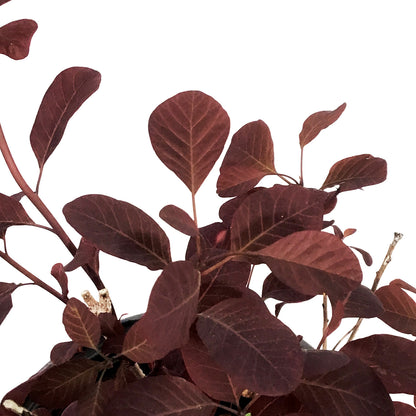 Smokebush, 8in, Winecraft Black®