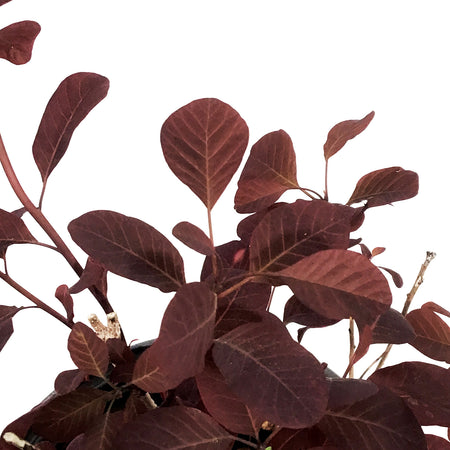 Smokebush, 8in, Winecraft Black®
