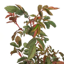 Load image into Gallery viewer, Rose, 2 gal, Redleaf Glauca
