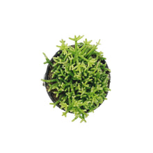 Load image into Gallery viewer, Cactus, 4in, Rhipsalis Cereuscula
