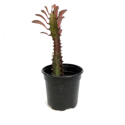 Cactus, 4in, Euphorbia African Milk Tree, Red