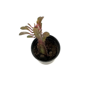 Cactus, 4in, Euphorbia African Milk Tree, Red