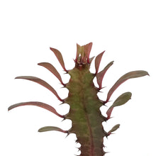 Load image into Gallery viewer, Cactus, 4in, Euphorbia African Milk Tree, Red
