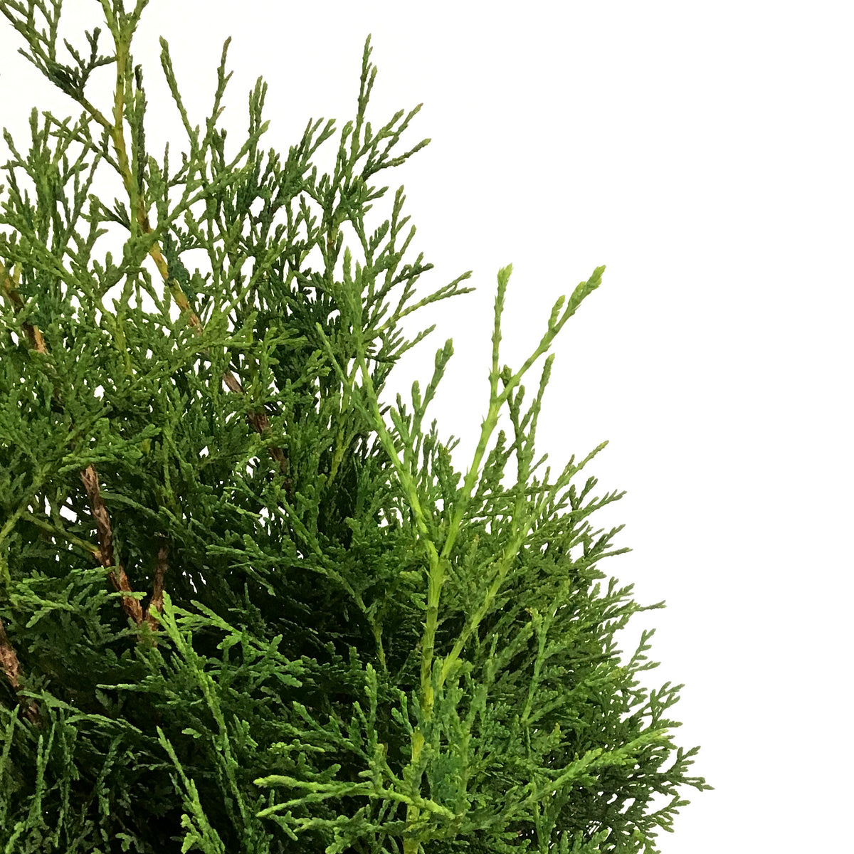 Cedar, 10 gal, Skybound