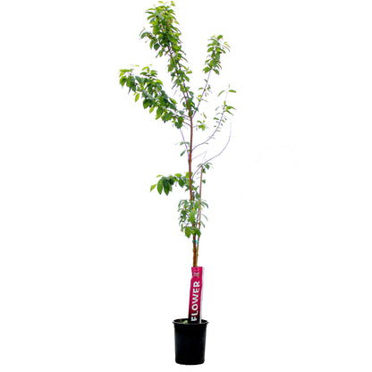 Cherry, 5 gal, Amur, Klondike®
