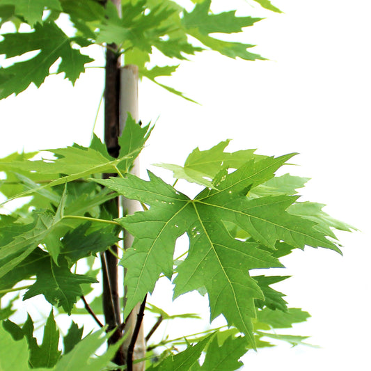 Maple, 5 gal, Silver Cloud®