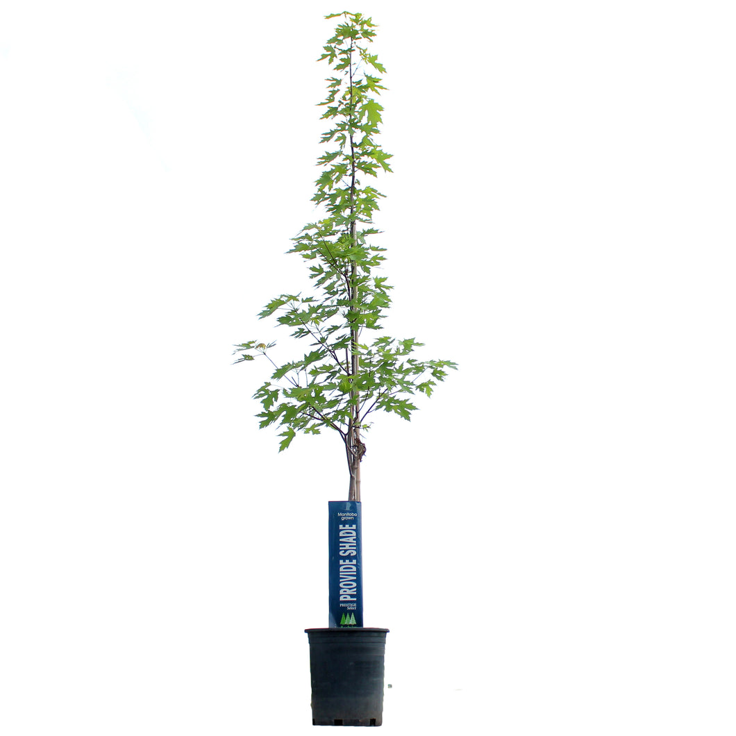 Maple, 5 gal, Silver Cloud®