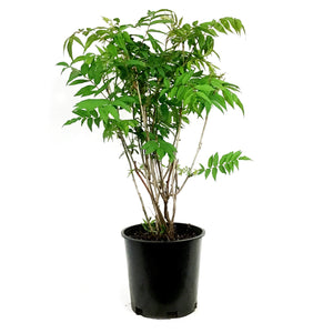 Spirea, 2 gal, Ash Leaf False Spirea