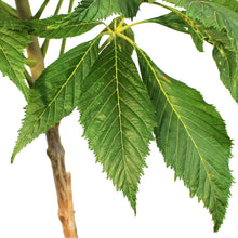 Load image into Gallery viewer, Ohio Buckeye, 5 gal
