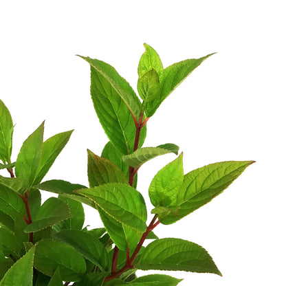 Hydrangea, 8in, Quick Fire®