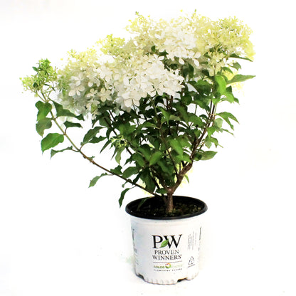 Hydrangea, 8in, Puffer Fish™
