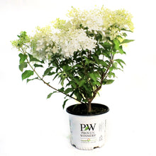 Load image into Gallery viewer, Hydrangea, 8in, Puffer Fish™
