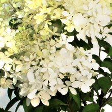 Load image into Gallery viewer, Hydrangea, 8in, Puffer Fish™
