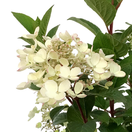 Hydrangea, 8in, Tiny Quick Fire®