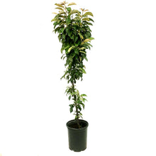 Load image into Gallery viewer, Crabapple, 5 gal, Flowering, Emerald Spire®
