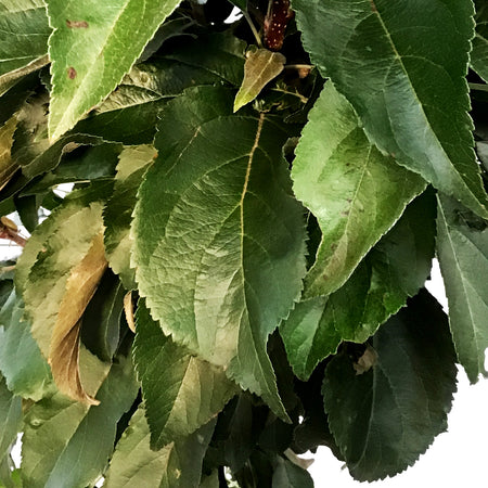 Crabapple, 5 gal, Flowering, Emerald Spire®