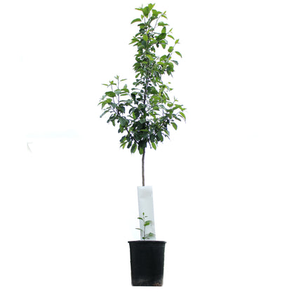 Apple, 5 gal, Zestar!®