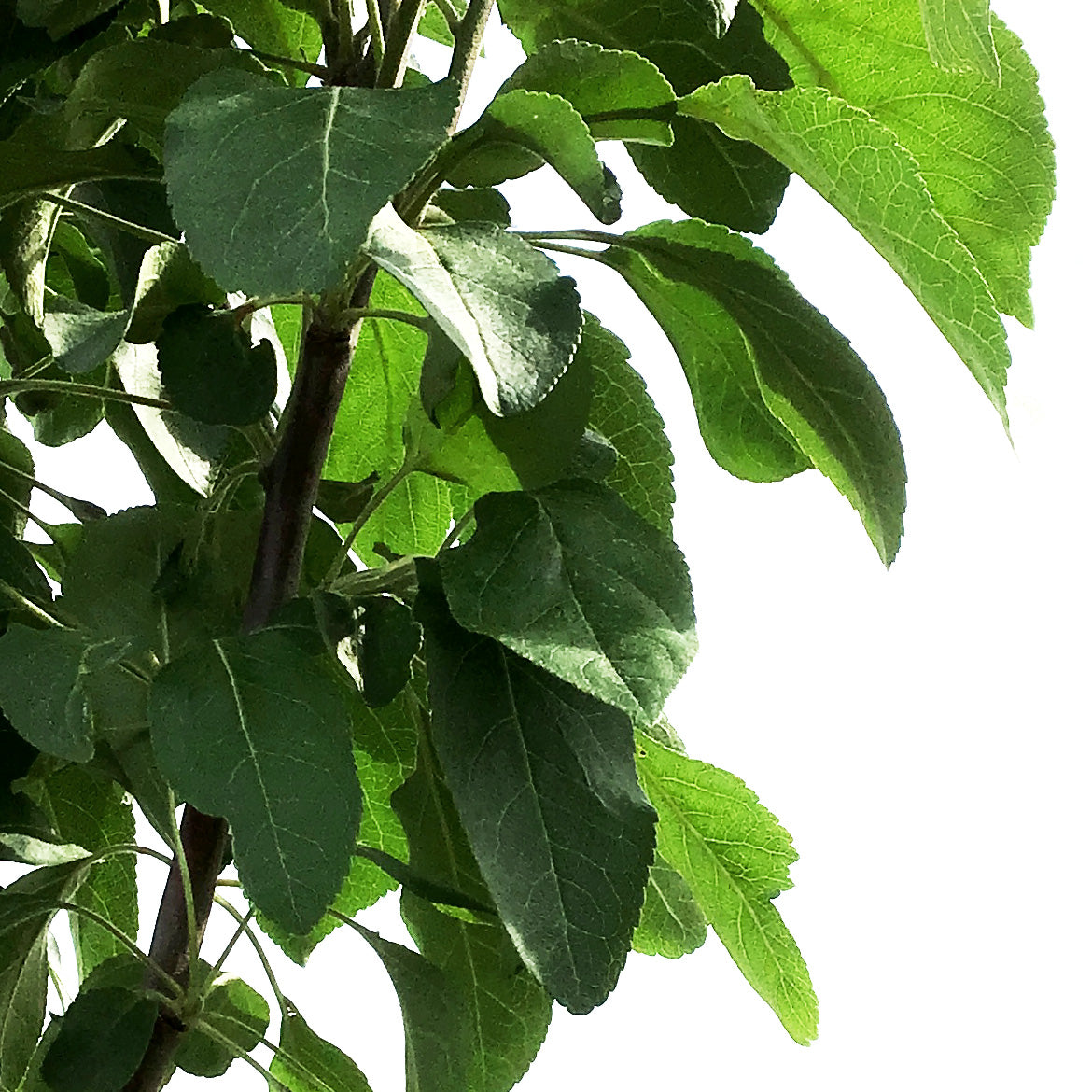 apple！！！ Apple Studio Display 17 ADC (M7768) | CRT Database