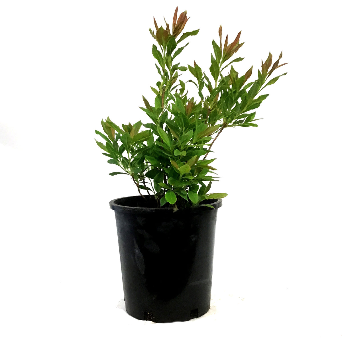 Azalea, 2 gal, Rosy Lights