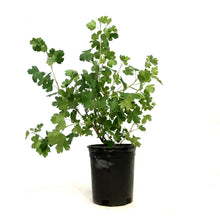 Load image into Gallery viewer, Currant, 1 gal, Golden Flowering

