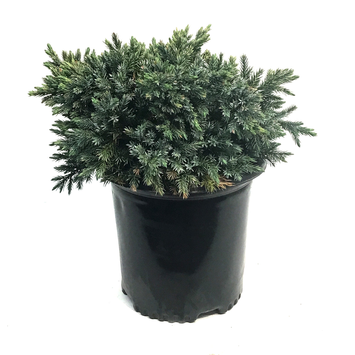 Juniper, 2 gal, Blue Star