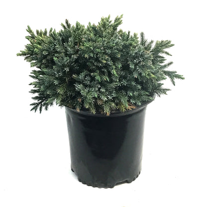 Juniper, 2 gal, Blue Star